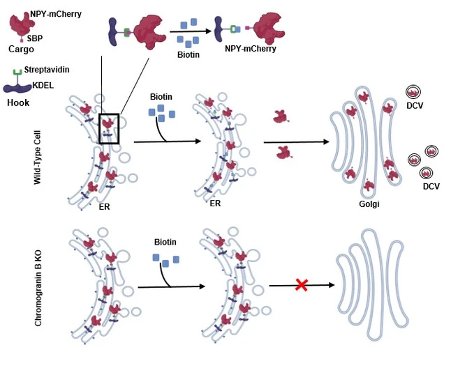The Cellular Traffic Controller behind Insulin secretion and Brain Health