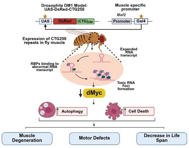 Towards finding a treatment for Myotonic Dystrophy 1
