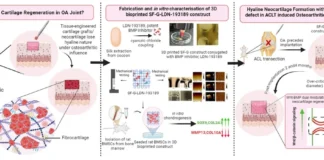 BMP Signaling Modulation Enables Cartilage Regeneration in Osteoarthritic Knee Joints BMP Signaling Modulation Enables Cartilage Regeneration in Osteoarthritic Knee Joints