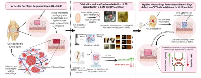 BMP Signaling Modulation Enables Cartilage Regeneration in Osteoarthritic Knee Joints