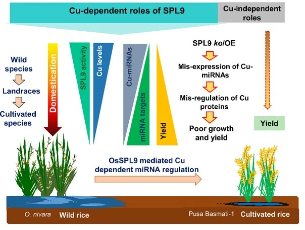 Decoding rice domestication, how nutrient signals shape crop phenotypes