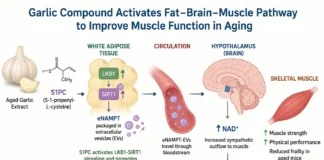Garlic Compound Improves Muscle Function in Aging Mice Through Fat-Brain Signaling Garlic Compound Improves Muscle Function in Aging Mice Through Fat-Brain Signaling