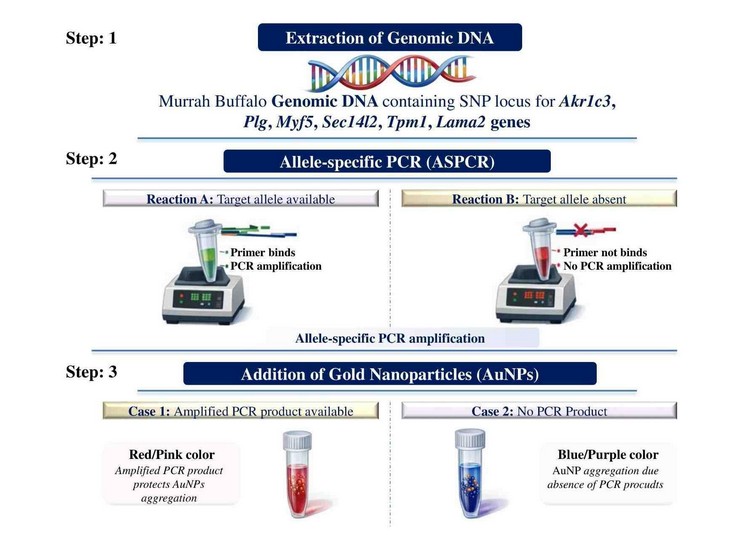 Gold Nanoparticles Enable Electrophoresis-Free SNP Genotyping and PCR Detection