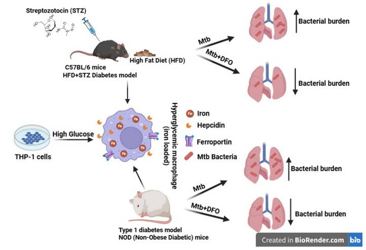 How Diabetes Fuels Tuberculosis Iron Accumulation Boosts TB Infection