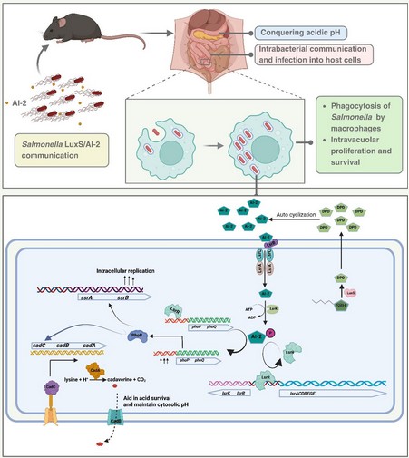 How Salmonella Uses Communication to Survive Host Defences