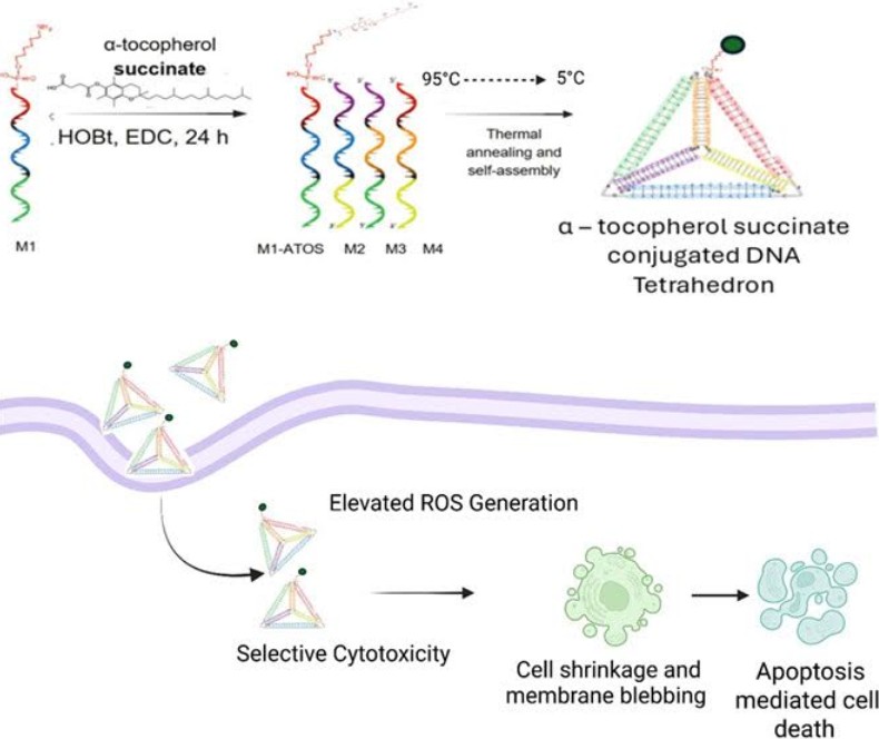 IIT Gandhinagar Researchers Develop DNA-based Nanostructure for Targeted Cancer Therapy