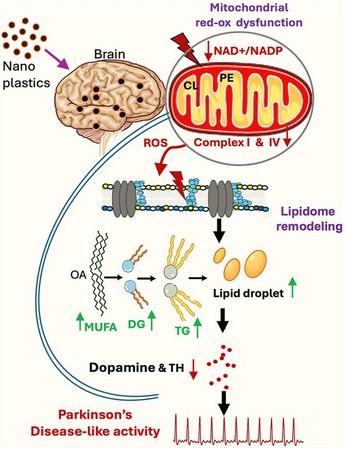Nanoplastics Linked to Parkinson’s Risk