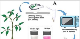 Medicinal Plant-Derived Carbon Nanoparticles Detect Heavy Metals and Show Therapeutic Potential Medicinal Plant-Derived Carbon Nanoparticles Detect Heavy Metals and Show Therapeutic Potential