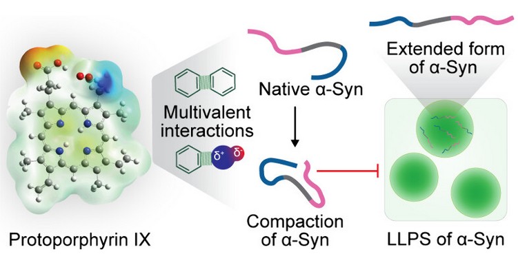 Protoporphyrin IX regulates the phase separation behavior of α-Synuclein
