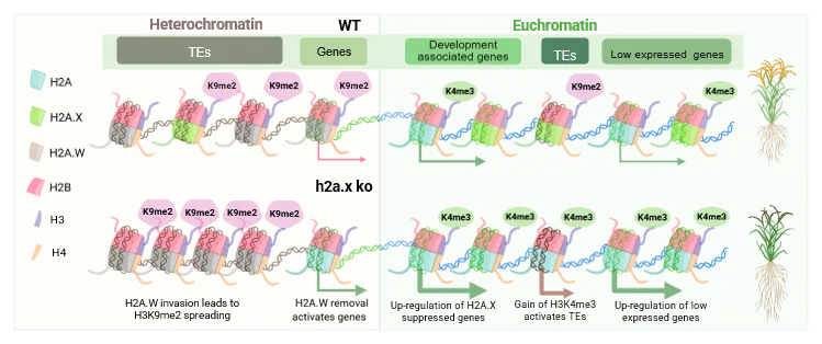 Rice Histone H2A.X Identified as a Master Regulator of Development and Yield