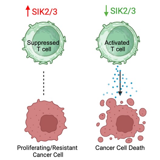 Salt-Inducible Kinase A novel drug target for immunotherapy of Ovarian Cancer