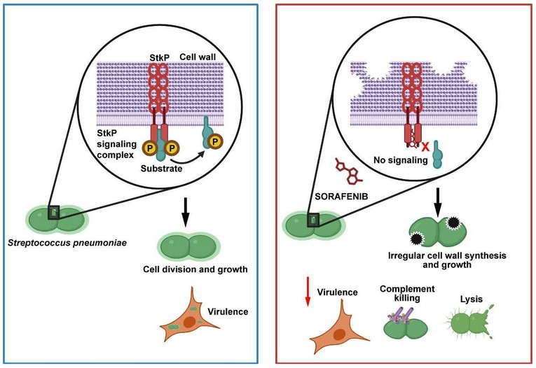 Targeting a Bacterial Master Regulator to Combat Drug-Resistant Pneumonia