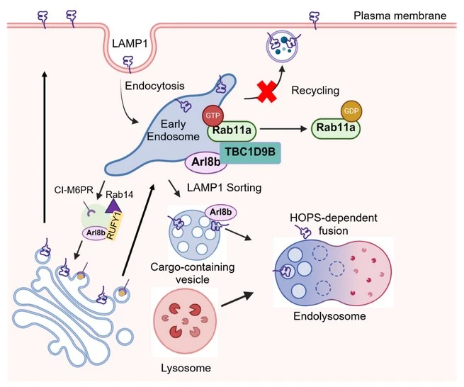 Tracking the journey of LAMP1 to lysosome directed by Arl8b
