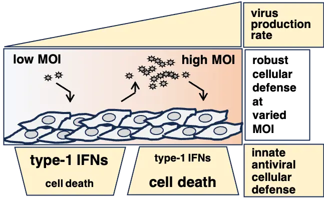 Cell Death, Not Interferons, Drives Antiviral Defense Against Chandipura Virus