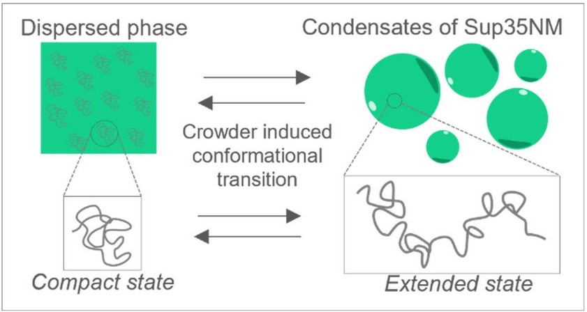 Cellular Crowding Regulates Phase Separation of Yeast Prion Protein Sup35NM