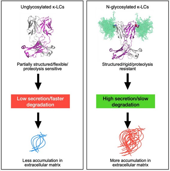 Fate of unglycosylated and N-glycosylated LCs upon their over-expression.
