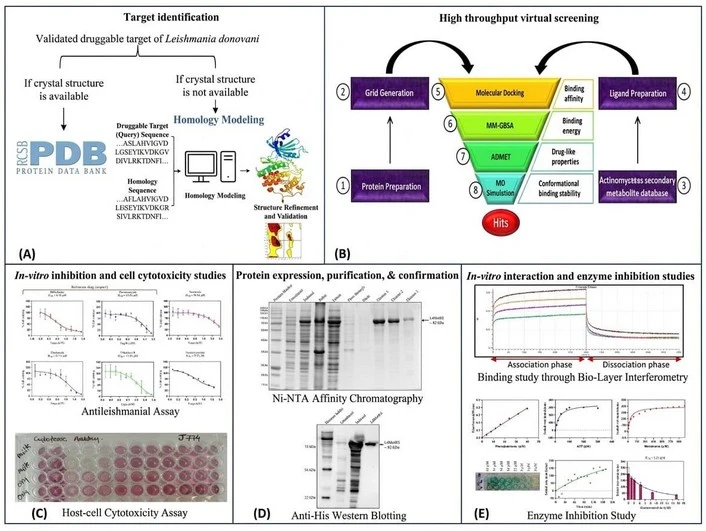 From Actinomycetes to Antileishmanial Leads A Drug Discovery Journey