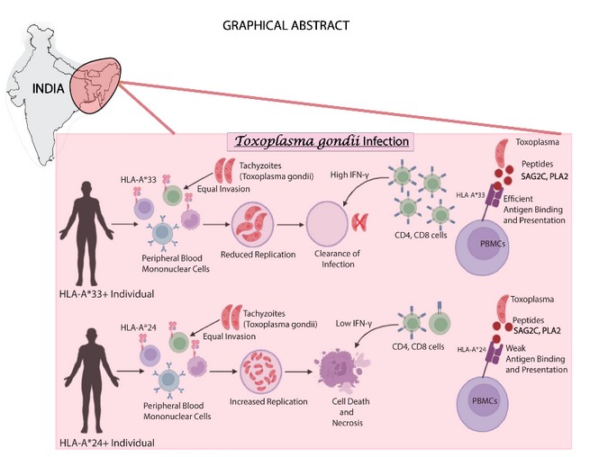 HLA Variants Shape Protection Against Toxoplasma and Malaria in HbEβ-Thalassemia Patients