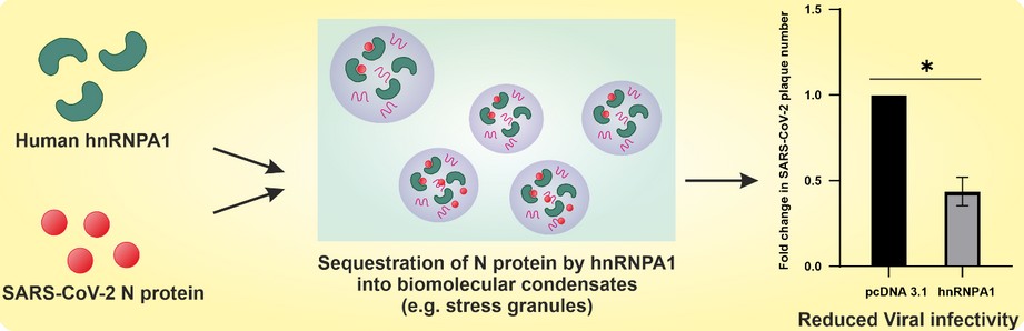Human Protein hnRNPA1 Naturally Restricts SARS-CoV-2 Replication