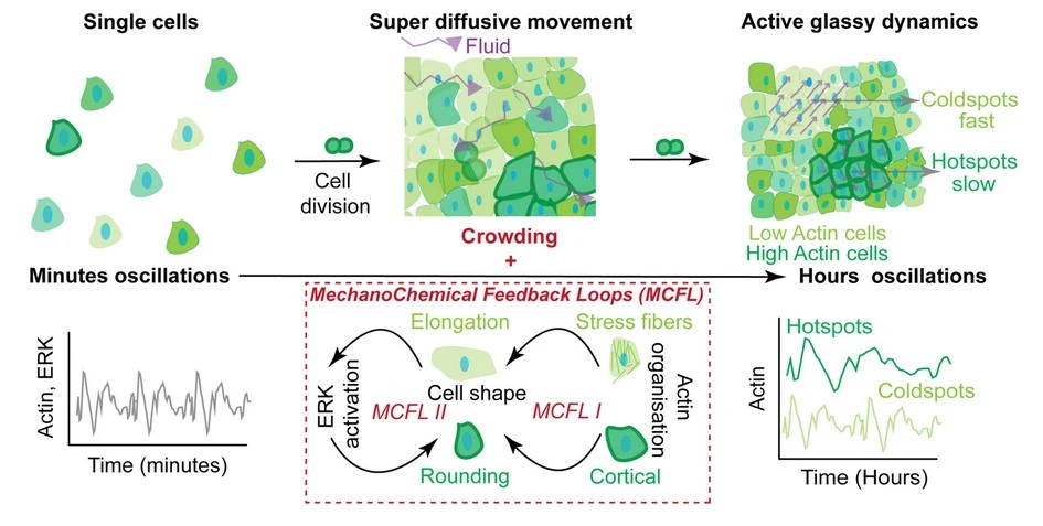Mechanochemical Feedback Explains Glass-Like Dynamics in Epithelial Tissues