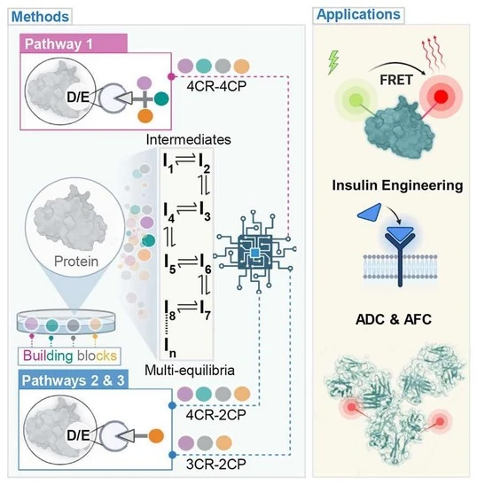 Multi-equilibria system for precise carboxylic acid engineering in proteins