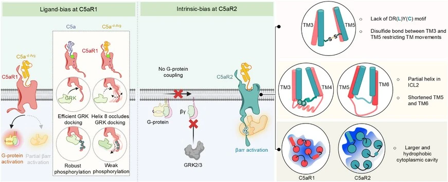 Natural GPCR Signaling Bias Reveals New Pathways for Precision Drug Discovery