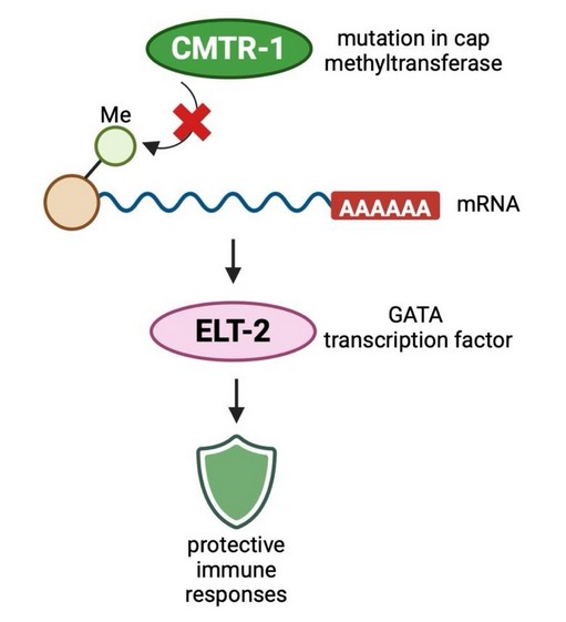 RNA Processing Defect Triggers Protective Immune Responses by Signaling Cellular Danger