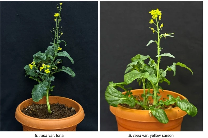 Self-Incompatibility System in Brassica rapa Opens New Avenues for Hybrid Mustard Breeding