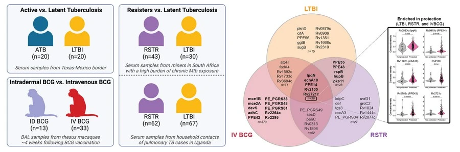 The Antibody Atlas New Protein Clues for a TB Vaccine