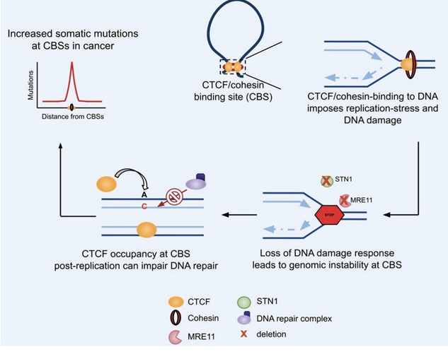 How Genome Architecture Creates Mutation Hotspots in Cancer