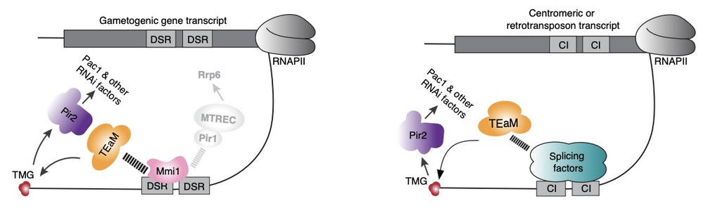 How Introns Help Silence Retrotransposons and Protect Genome Stability