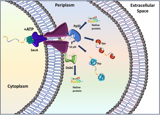 Periplasmic Chaperones Regulate Protein Folding Under Mechanical Stress