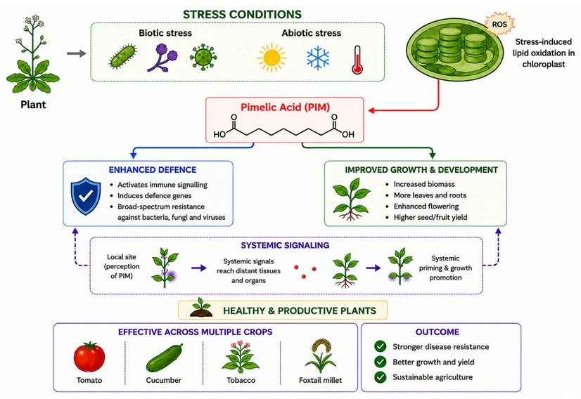 Pimelic Acid Boosts Plant Immunity and Growth Across Crops
