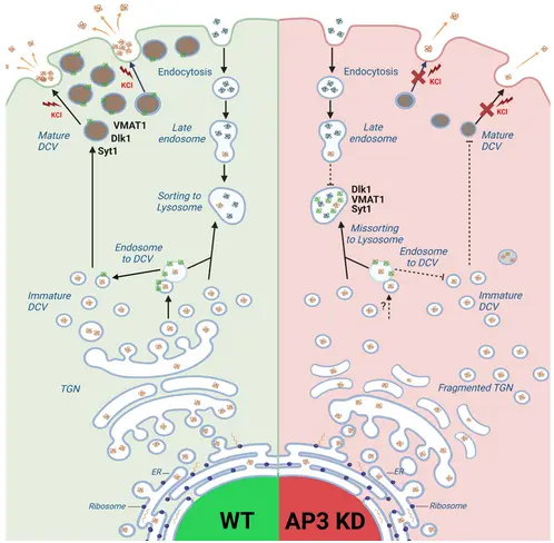 AP-3 Complex Regulates Dense-Core Vesicle Maturation and Secretion