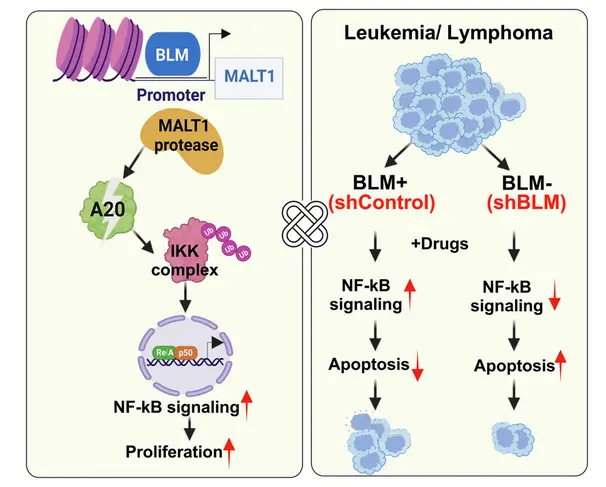 BLM–MALT1–NF-κB Axis Emerges as a Target in B-Cell Malignancies