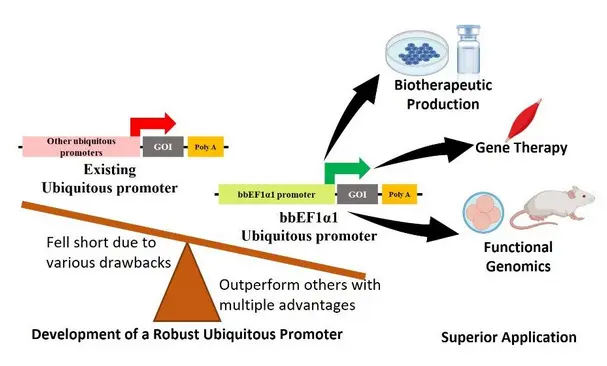 Buffalo EF1α1 Promoter Enables Stable Gene Expression in Mammalian Cells