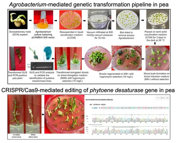 CRISPRCas9 Genome Editing Made More Efficient in Pea