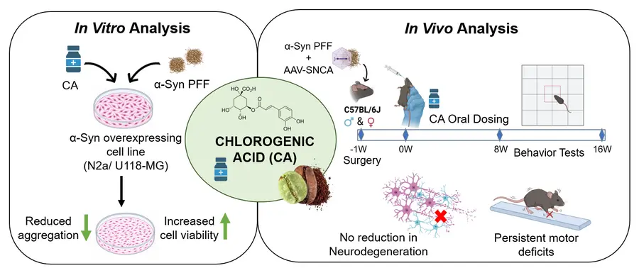 Chlorogenic Acid Fails to Prevent Parkinson’s Pathology in Chronic Mouse Model