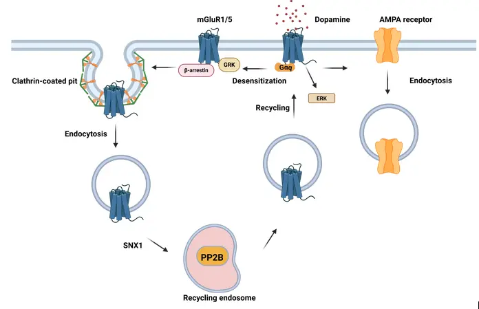 Dopamine Activates Glutamate Receptors to Regulate Synaptic Plasticity