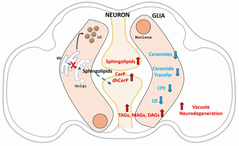 Glial Ceramide Regulates Brain Lipid Homeostasis and Age-Dependent Motor Function