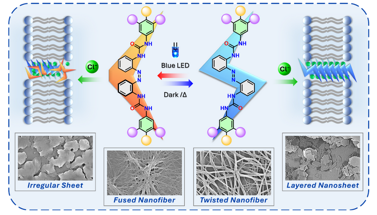 Light-Controlled Synthetic Chloride Channels Mimic Cellular Ion Gates