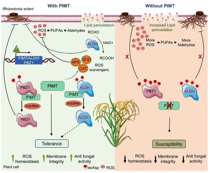 PIMT Protein Repair Mechanism Boosts Rice Resistance to Sheath Blight