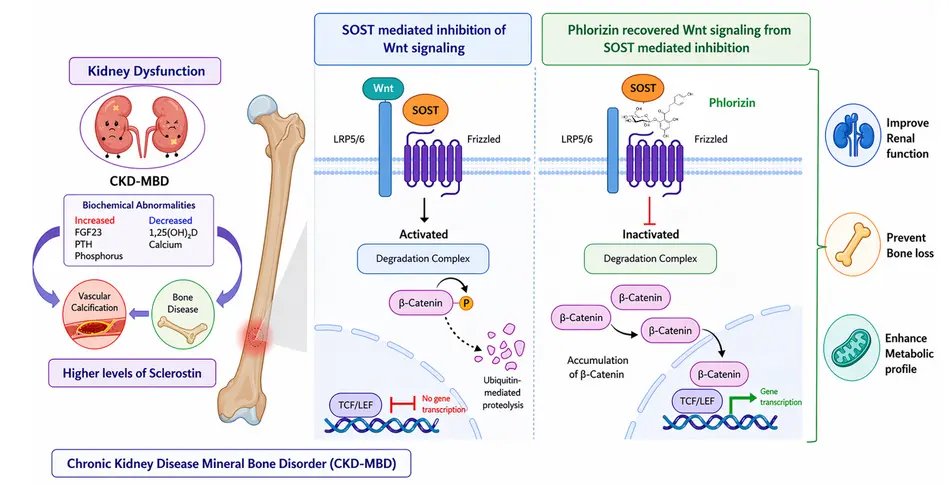 Phlorizin Protects Against Bone Loss in Chronic Kidney Disease