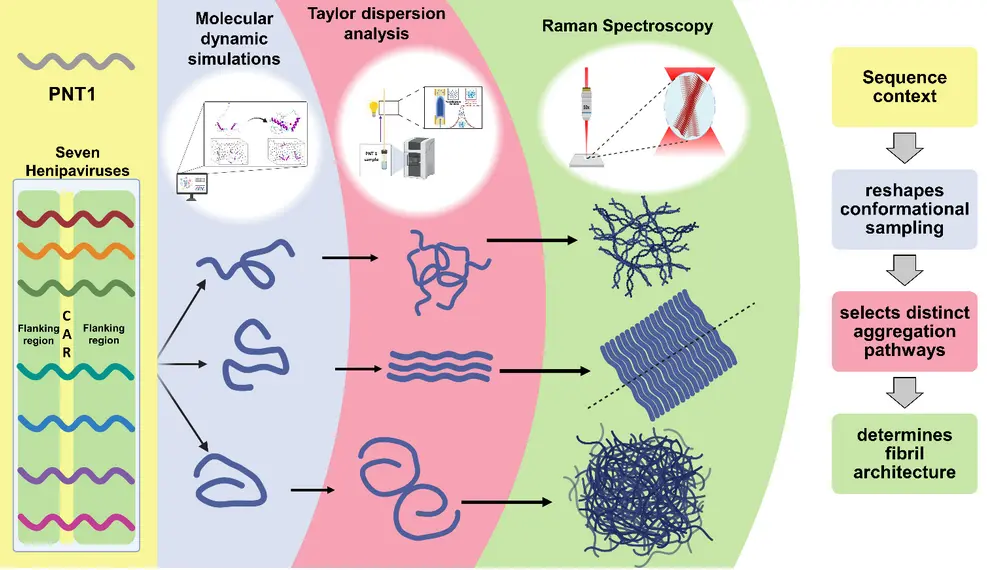 Sequence Context Shapes Viral Protein Aggregation and Fibril Structure