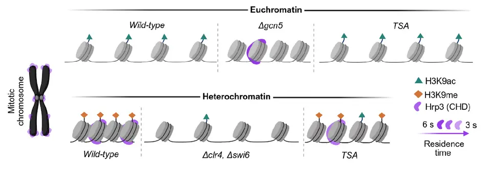 Single-Molecule Imaging Reveals How Chromatin Context Shapes Hrp3 Binding