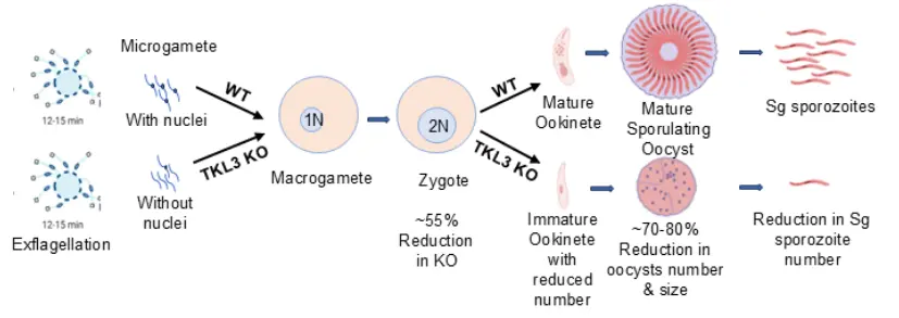 TKL3 Regulates Malaria Parasite Fitness and Transmission