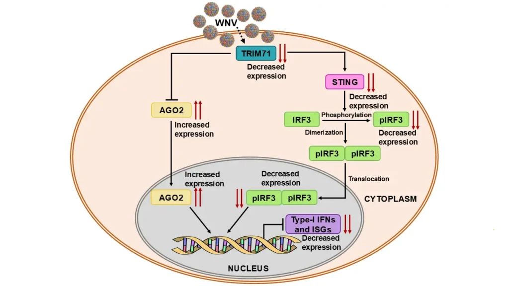 West Nile Virus Targets TRIM71 to Suppress Antiviral Immunity
