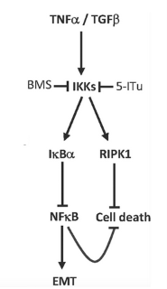5-Iodotubercidin Blocks IKKβ–NFκB Signaling to Inhibit EMT in Cancer Cells