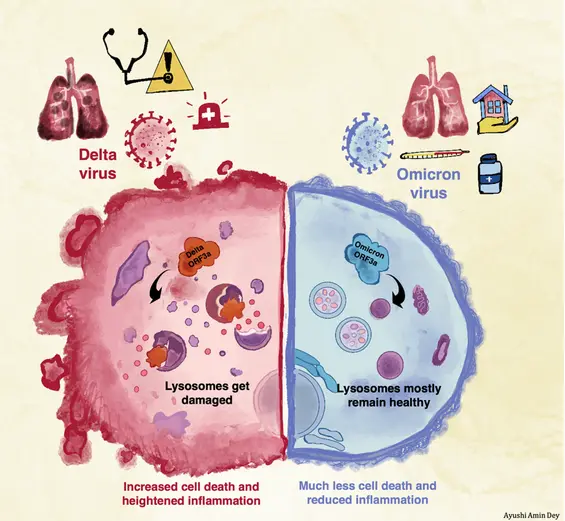 An artistic impression of differential lysosomal damage and consequent cell death caused by VOCs