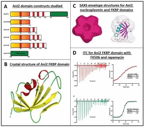 Ani2 A Dual Chaperone Linking Histone Assembly and Protein Folding in Yeast